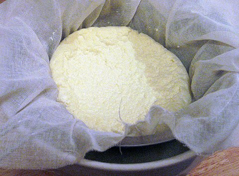 ricotta