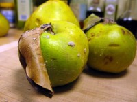 Organic quince ready to be made into jam