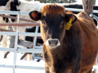 Dairy Cow at Battenkill Creamery in New York State