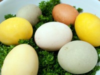 Vegetable-dyed Easter Eggs
