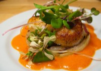 Seared Scallops with Sweet Onion, Red Pepper Coulis, and Arugula Flowers