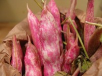 Fresh Cranberry Beans