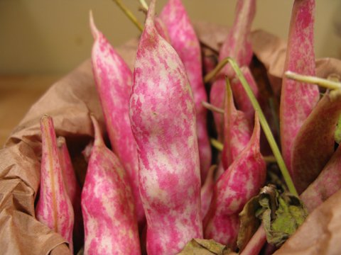 cranberry-beans Fresh Cranberry Beans